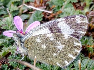 Pontia daplidice Marzo 2016