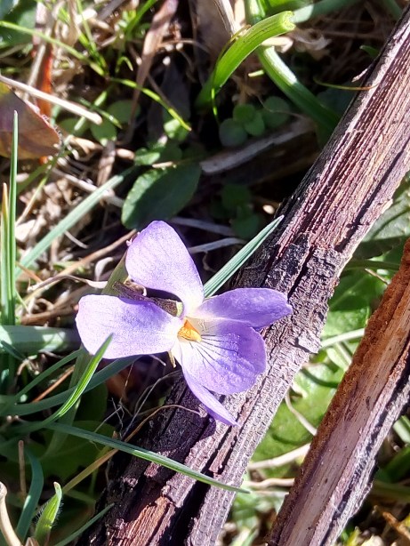 viola sp.