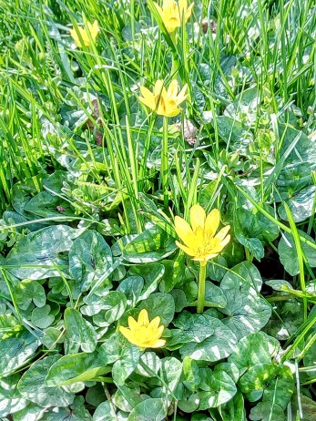 FichaPresenciaPoblaciones-N1-120170414_114751