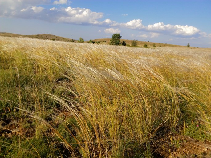 IMG_20180717_191617-1