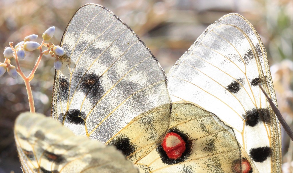 Close-up of butterfly wings with intricate patterns, featuring shimmering surfaces and distinct markings.